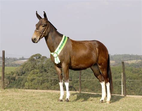 cruzamento de cavalo com jumenta nasce o que|Confira os cruzamentos equinos que você não conhecia